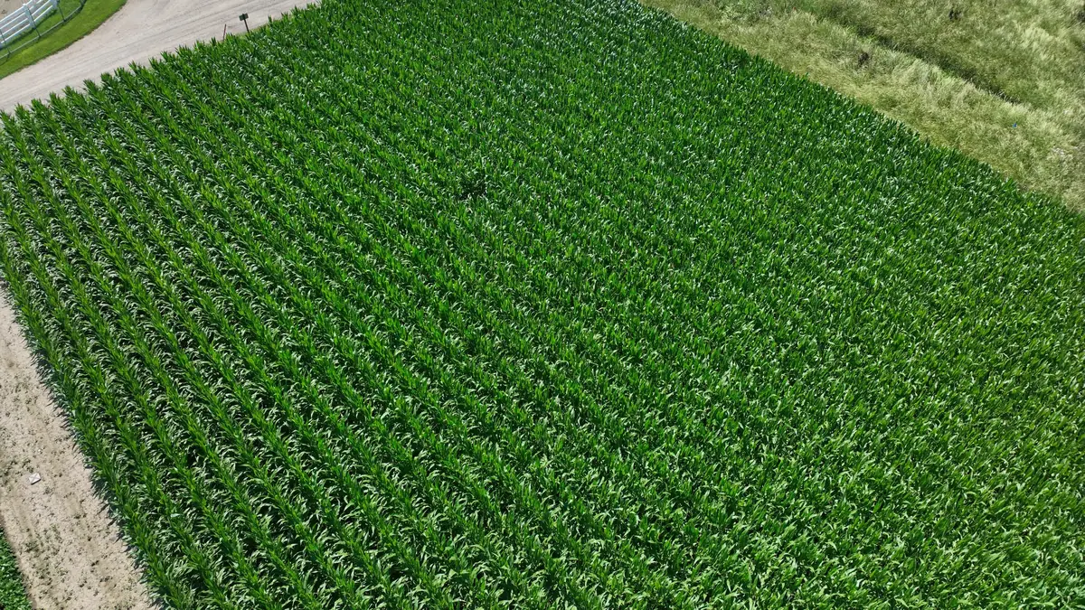 Corn field UAV image