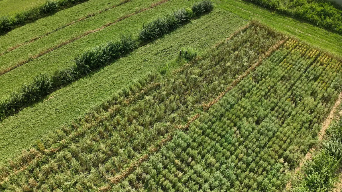Oat field UAV image