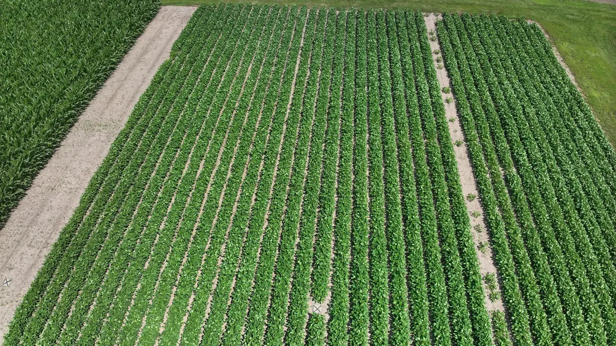 Soybean field UAV image