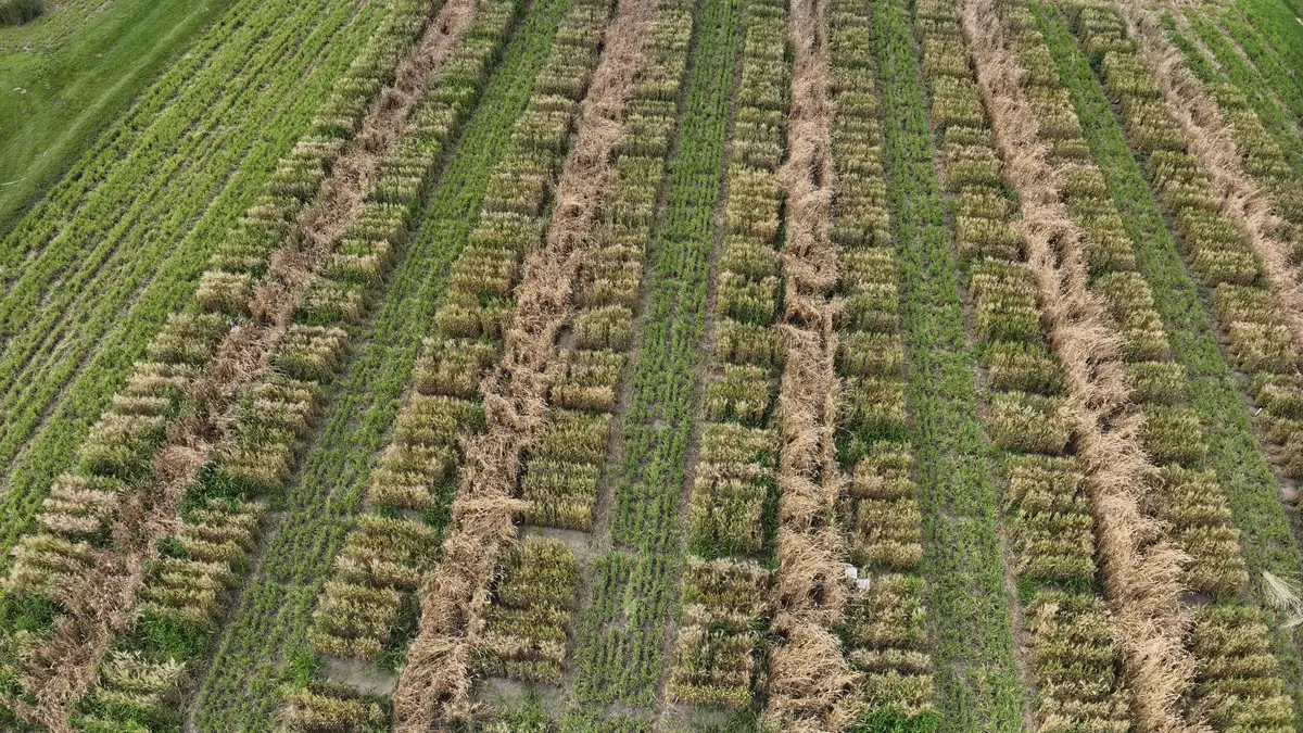 Wheat field UAV image