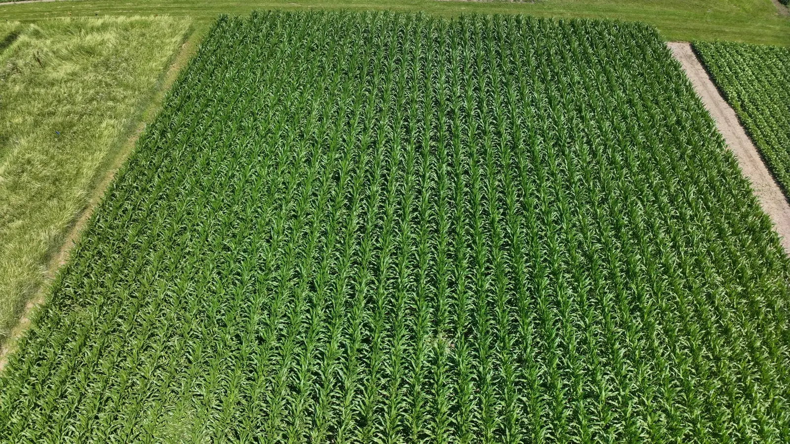 Temporal crop stage 4